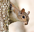 [Peeking Squirrel] - USF, tampa, squirrel, tree